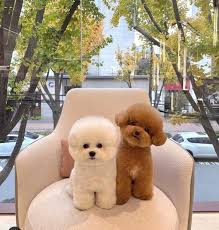 DỊCH VỤ HUẤN LUYỆN CHÓ POODLE ĐI VỆ SINH ĐÚNG CHỖ
